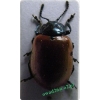 Chrysomela populi Linnaeus, 1758 Rynnica topolowa